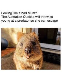 Also question is, do quokkas throw their babies at predators? Feeling Like A Bad Mum The Australian Quokka Will Throw Its Young At A Predator So She Can Escape Bad Meme On Ballmemes Com
