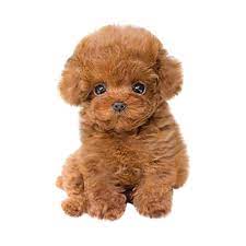 Inkach Realistic Teddy Dog Lucky Handmade Realistic Figure Toy Dog Plush Stuffed Animal Walmart Com Teddy Dog Soft Toy Dog Plush Dog