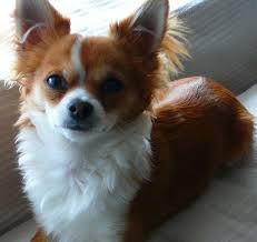 Red And White Chihuahua Chihuahua Love Chihuahua White Chihuahua