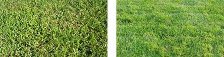 Anything thicker than ½ can cause the zoysia grass lawn problems. Low Maintenance Lawns Spring Green Ask The Expert