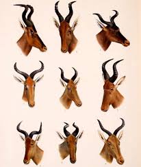 11 Animals That Are Now Extinct Thanks To Humans Extinct Animals Animals List Of Animals