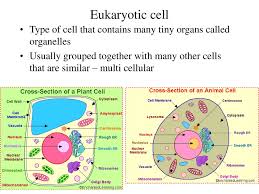 Both plant and animal cells are surrounded by a cell membrane composed of lipids and proteins. Eukaryotic Cell Parts Their Jobs Ppt Download