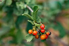 Image result for Ehretia rigida