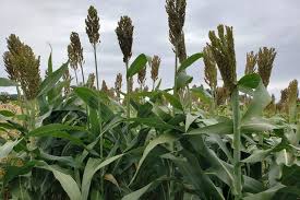 Image result for Sorghum