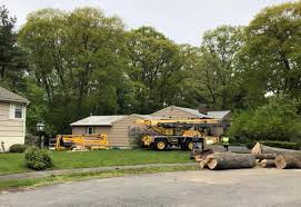 This year's tree trimming program has a special focus on identifying and proactively removing deteriorated ash trees near jcp&l electric distribution lines that have been affected by the emerald. About Maribito Tree Service Our North Shore Ma Tree Company Maribito Tree Service