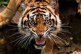 Venerable) is used to indicate respect for the dangerous animal, which is subject to taboo. ä¸‹ç­é‡è€è™Žé©šæå°è¦–30ç§'å½±ç‰‡ç˜‹å‚³é™¸å¥³åš‡ å¥½å®³æ€• ç¤¾æœƒ ä¸­æ™‚æ–°èžç¶²