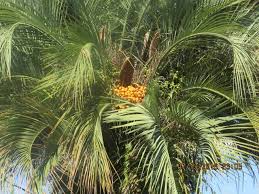 Image result for Arecaceae