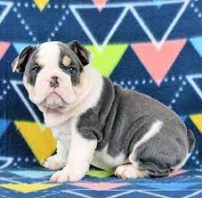 Advice from breed experts to make a safe choice. Sugar Plum Bulldogs Home Of The Smaller Akc English Bulldogs Puppies