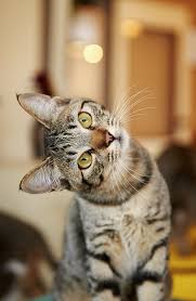 Deese Must Beez De Orbs Dat Supernatural Programs Show Ands Talk About Tabby Cat Cat Day Cats