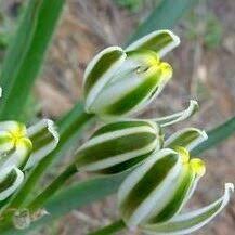 Image result for Cassinopsis ilicifolia