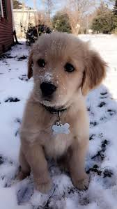 So Adorable Dogs Dog Animals Animal Pets Puppies Nature Pet Puppy Photo Puppy Dogs Dog Cute Puppies Super Cute Puppies Cute Animals