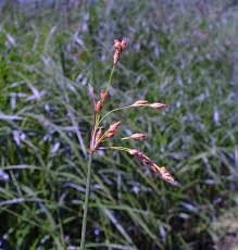 Image result for Schoenoplectus scirpoides