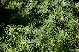 Image result for Cyperus chersinus