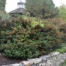 Honeysuckle cool splash dwarf bush. Blue Princess Meserve Holly Ilex X Meserveae Blue Princess In Boston Hopkinton Chelmsford Hingham Middleborough Massachusetts Ma At Weston Nurseries