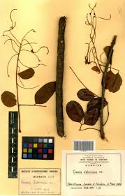 Image result for Cassia sieberiana