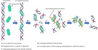 Dna is a polymer that lies within the nucleus of all cells. Dna Protein Interaction Identification Prediction And Data Analysis Springerlink
