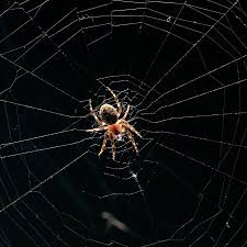 However, there are several factors that are responsible for this can drinking too much water cause diarrhea? Don T Kill The Next Spider You See In Your House Quartz