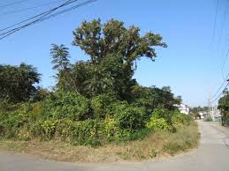 「内裏塚古墳」の画像検索結果