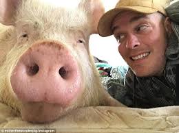 Esther the 650lb vegan pig inspires Facebook followers to ditch bacon