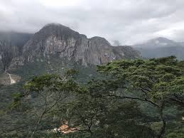 Image result for Olinia chimanimani