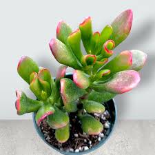 Image result for Crassula vaginata