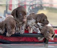 We currently have 4 males and 5 females available. View Ad German Shorthaired Pointer Puppy For Sale Near North Carolina Dunn Usa Adn 208377