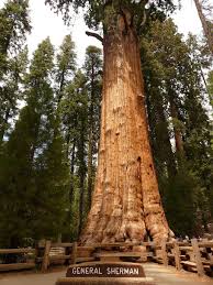 Check spelling or type a new query. Sequoia Trees 1080p 2k 4k 5k Hd Wallpapers Free Download Wallpaper Flare