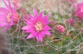 It allows you to coat the length of your there are a few important steps i recommend you follow that make it so easy, and help you get the longest lifespan out of your brush. Bristle Brush Cactus Mammillaria Spinosissima L1 Photograph By Ilan Rosen