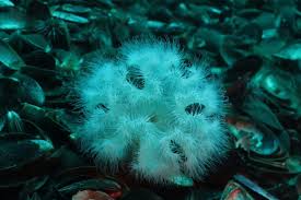 Image result for Aneilema arenicola