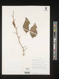 Image result for Dovyalis macrocalyx