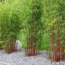 Learn the basic components of zen garden design and how you can create a dedicated space for quiet contemplation or meditation in your own backyard zen garden. Bamboo The New Trend For Your Garden My Desired Home