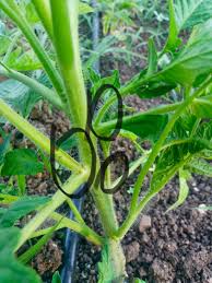 Domates Koltuk Alma Budama