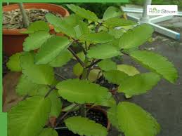 Image result for Bryophyllum