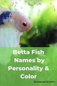 Betta Fish Names In 2020 Betta Fish Betta Fish Tank Betta