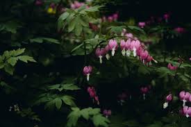 We did not find results for: Homestead Stories What Color Is Your Bleeding Heart Flower Insteading