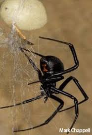 They are found mostly in the pacific northwest states. Spiders Washington State Department Of Health
