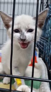 Feline panleukopenia outbreak in Mauritius