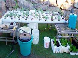 Make a single cut on the net cups to sit firmly in the pipe with their outer rim sting on the holder's rim. Garden Diy How To Make A Hydroponic Garden