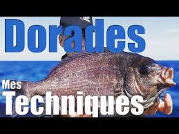 Epingle Par Dressler Sur Peche En Mer En 2020 Peche En Mer Peche Astuces De Peche