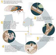 Apparently because of their long life cycles and synchronous emergences, periodical cicadas escape natural 1983. Southern Indiana At The Epicenter Of The Pending Emergence Of Brood X Cicadas