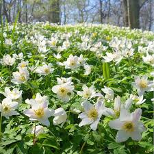 Image result for Disperis nemorosa