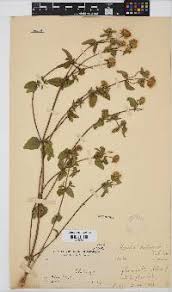 Image result for Aspilia pluriseta