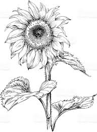 Determine the size of the sunflower you intend to draw. Small Sunflower Line Art Novocom Top