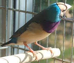 Bird With Red Head And White Chest Lady Gouldian Finch Bauernhof