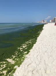 Maybe you would like to learn more about one of these? Wkrg Video Orange Beach Looks More Like Green Beach Right Now Here S Why