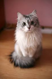 Top 5 Long Haired Cat Breeds Gorgeous Cats Pretty Cats Cute Animal Pictures