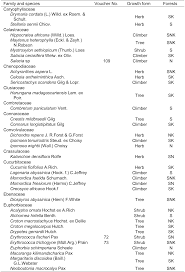 Image result for Sericostachys scandens