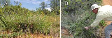 Image result for Scleria xerophila