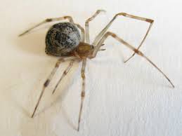 Spiders found in tennessee include 40 unique species from confirmed sightings by contributing members of spider id. House Spider Hgtv