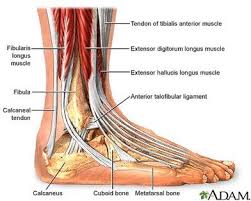 Leg Muscle And Tendon Diagram Google Search Ankle